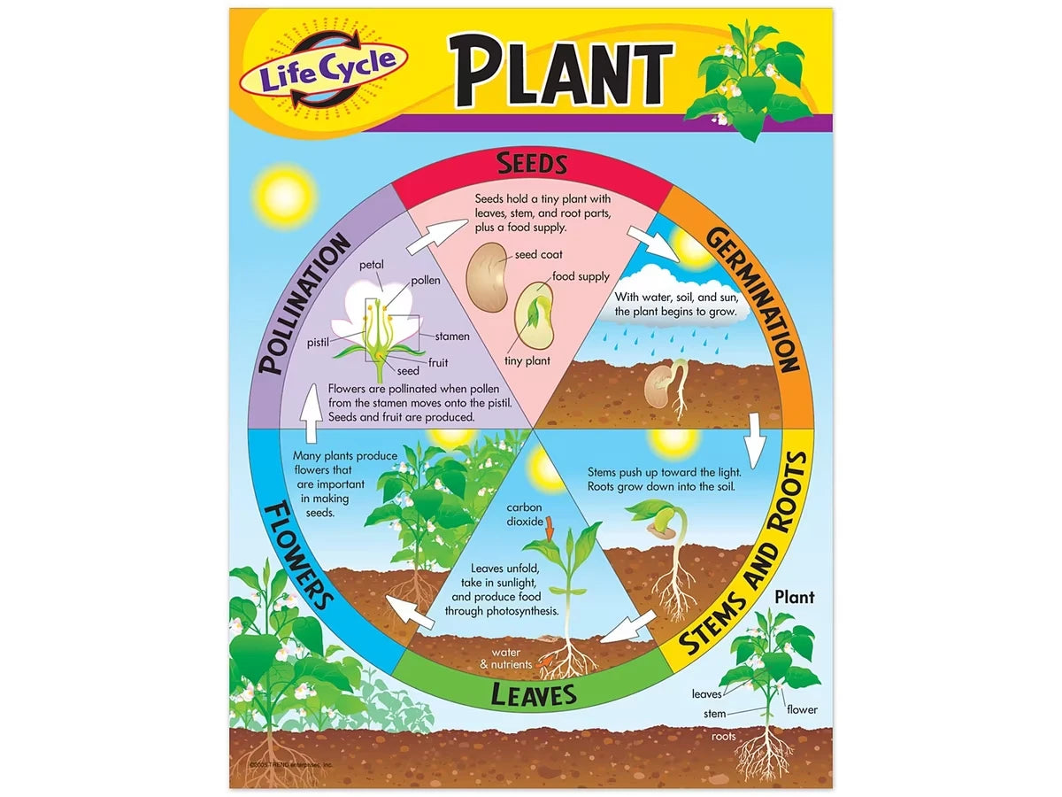 Life Cycle of a Plant Poster - US 6692