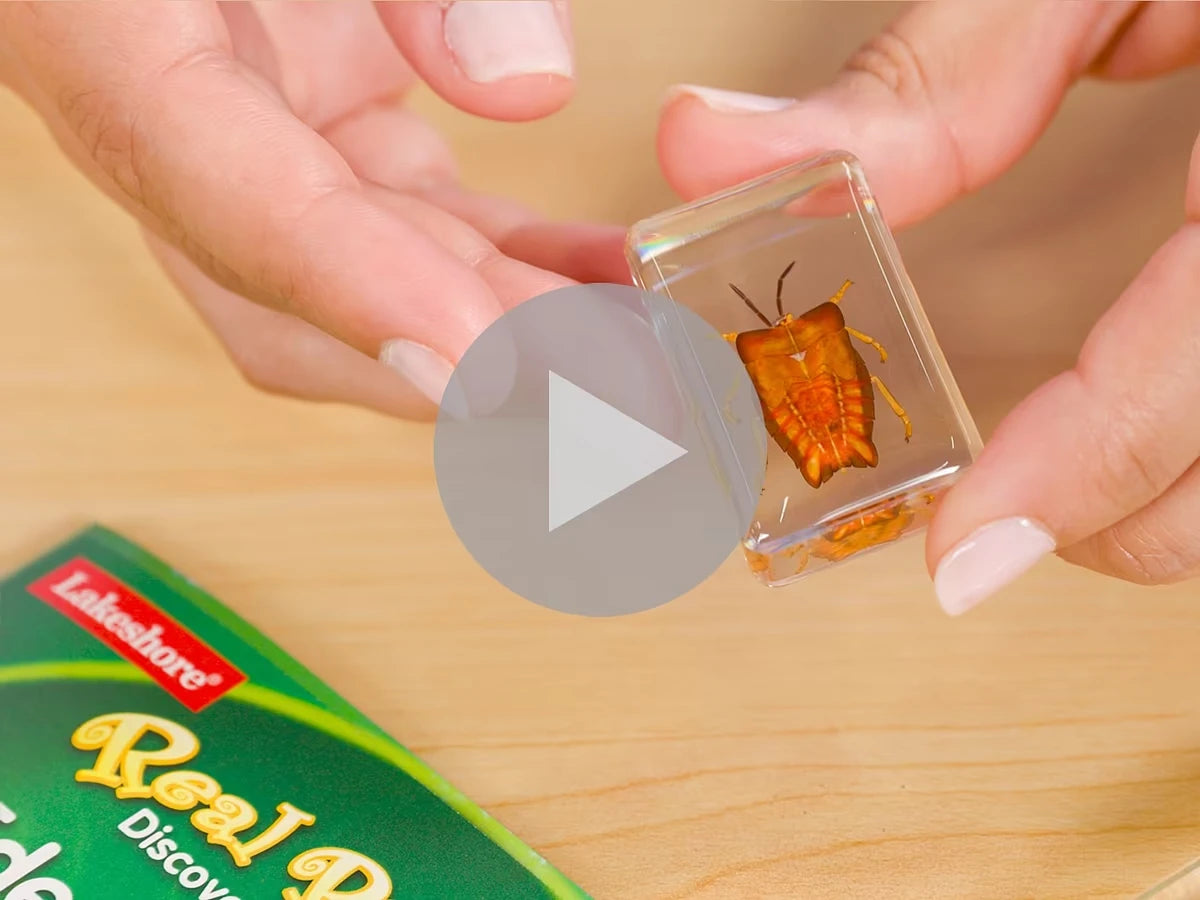 Real Bugs Discovery Kit - US 2468
