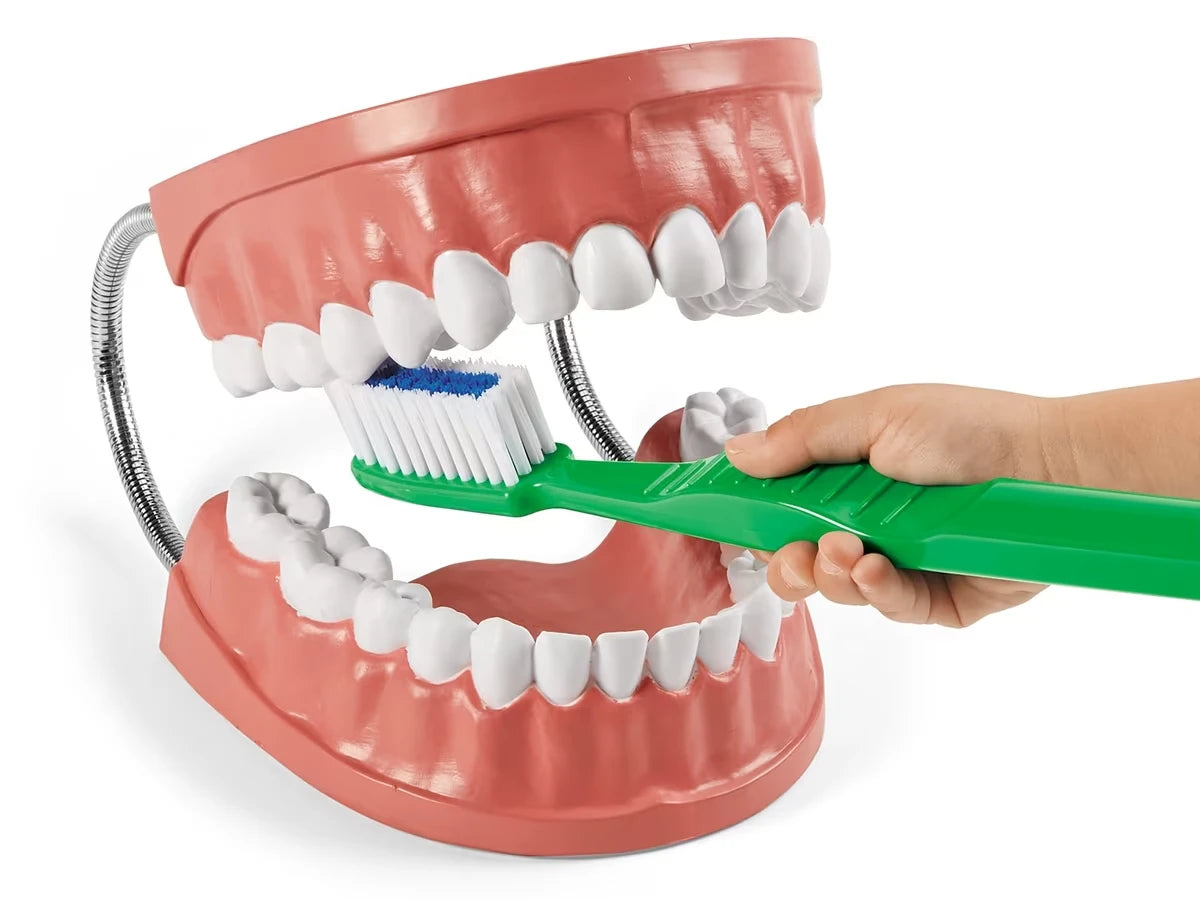 Learn to Brush Demonstration Kit - US 5286