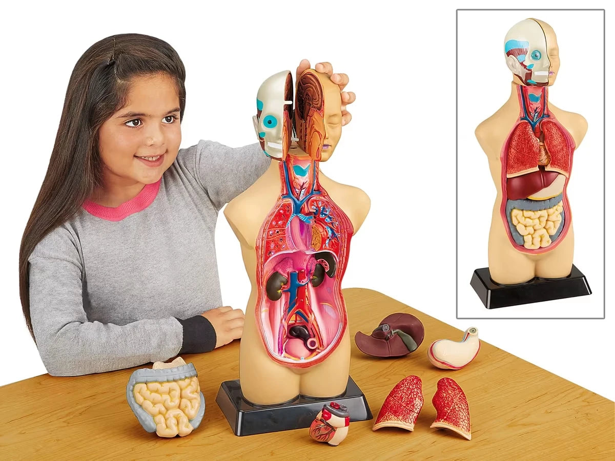 Take-Apart Human Body Model - US 9613