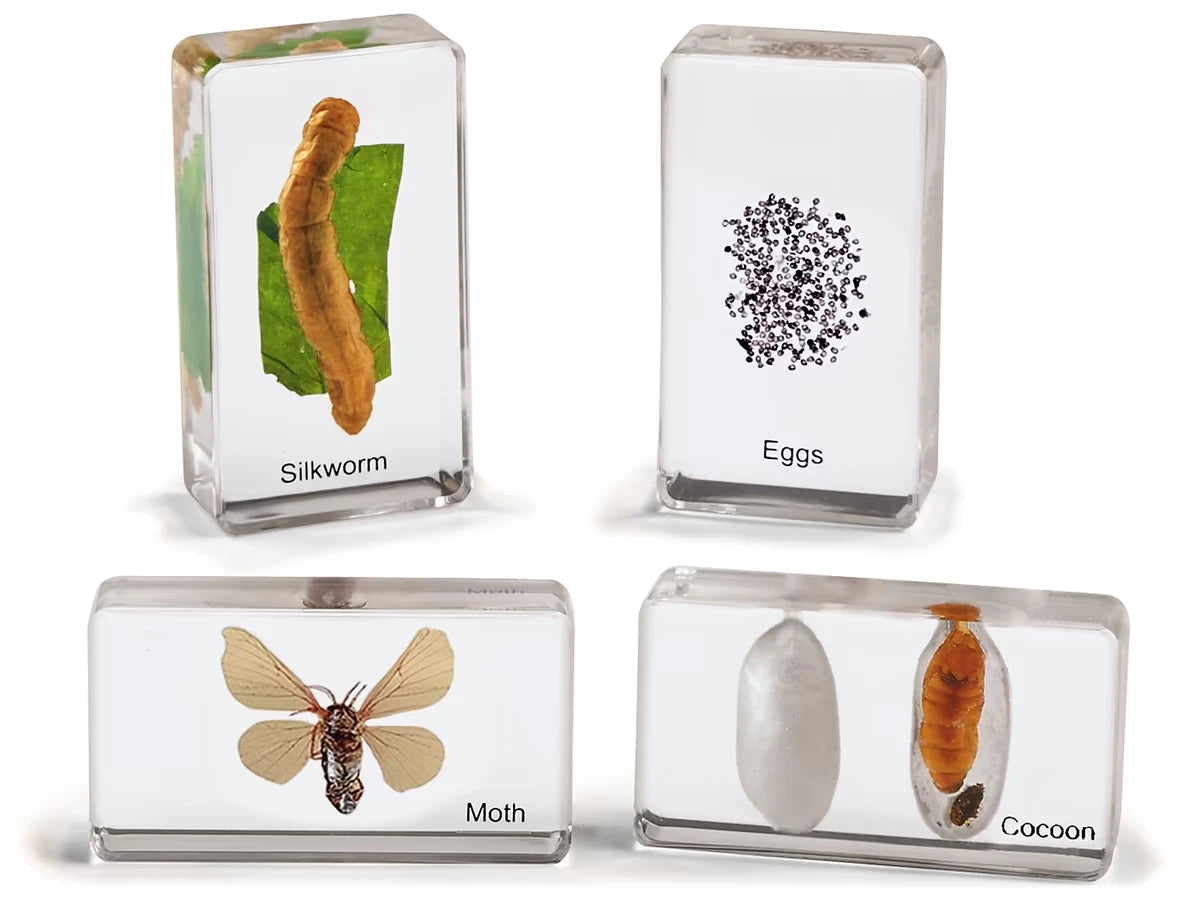 Life Cycle Specimen Set - US 9432