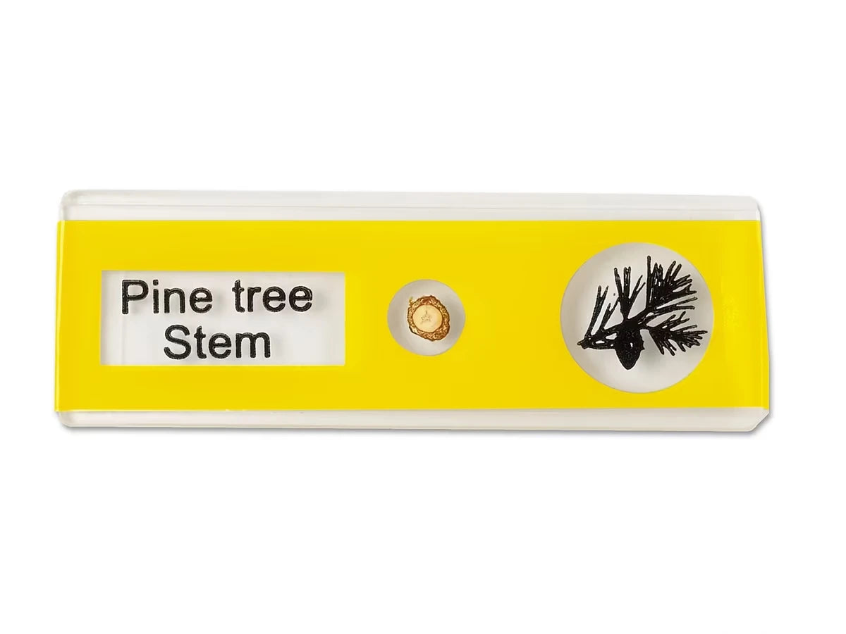 Plants Prepared Slide Kit - US 6051