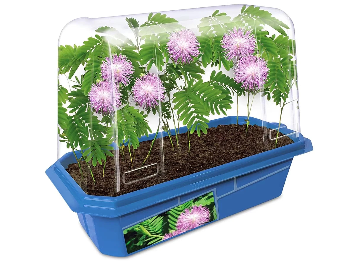 Grow-Your-Own Moving Plant - US 6519
