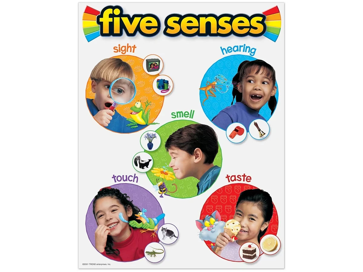 Five Senses Photo Reference Poster - US 9718