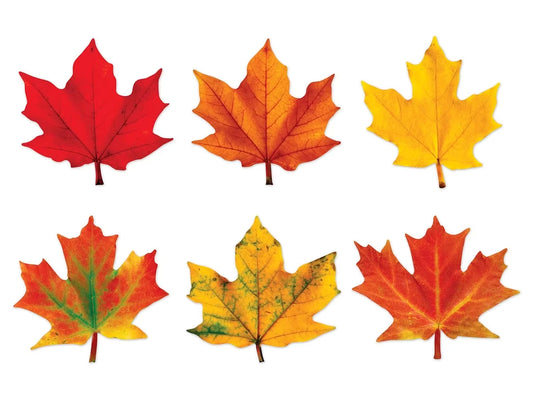 Maple Leaf Accents - US 4981