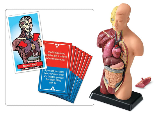 Fascinating Facts Human Body Game - US 3349