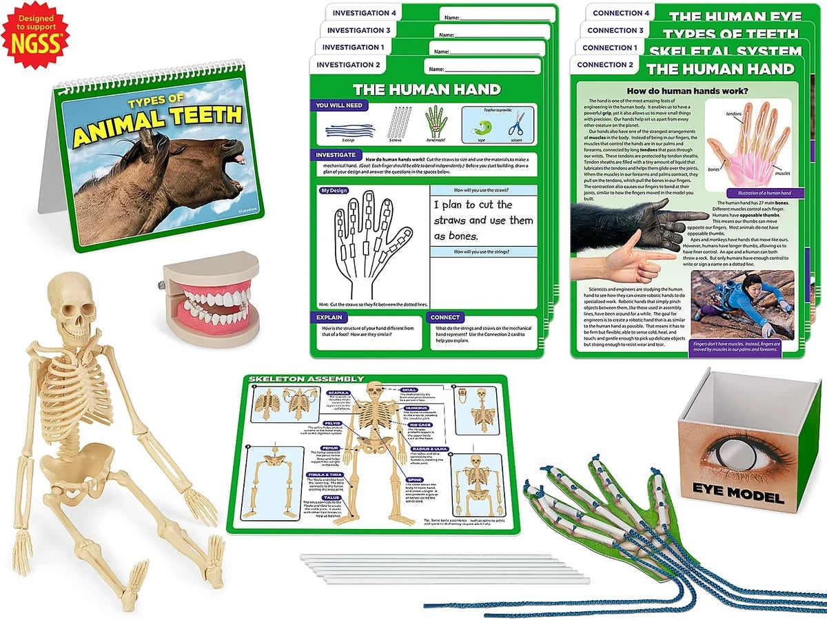 Meet the Standards Human Body Kit - Gr. 4 - US 1096