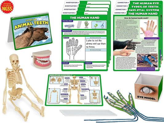 Meet the Standards Human Body Kit - Gr. 4 - US 1096
