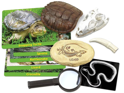 Reptiles Specimen Center - US 1727