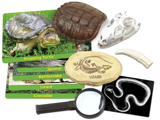 Reptiles Specimen Center - US 1727