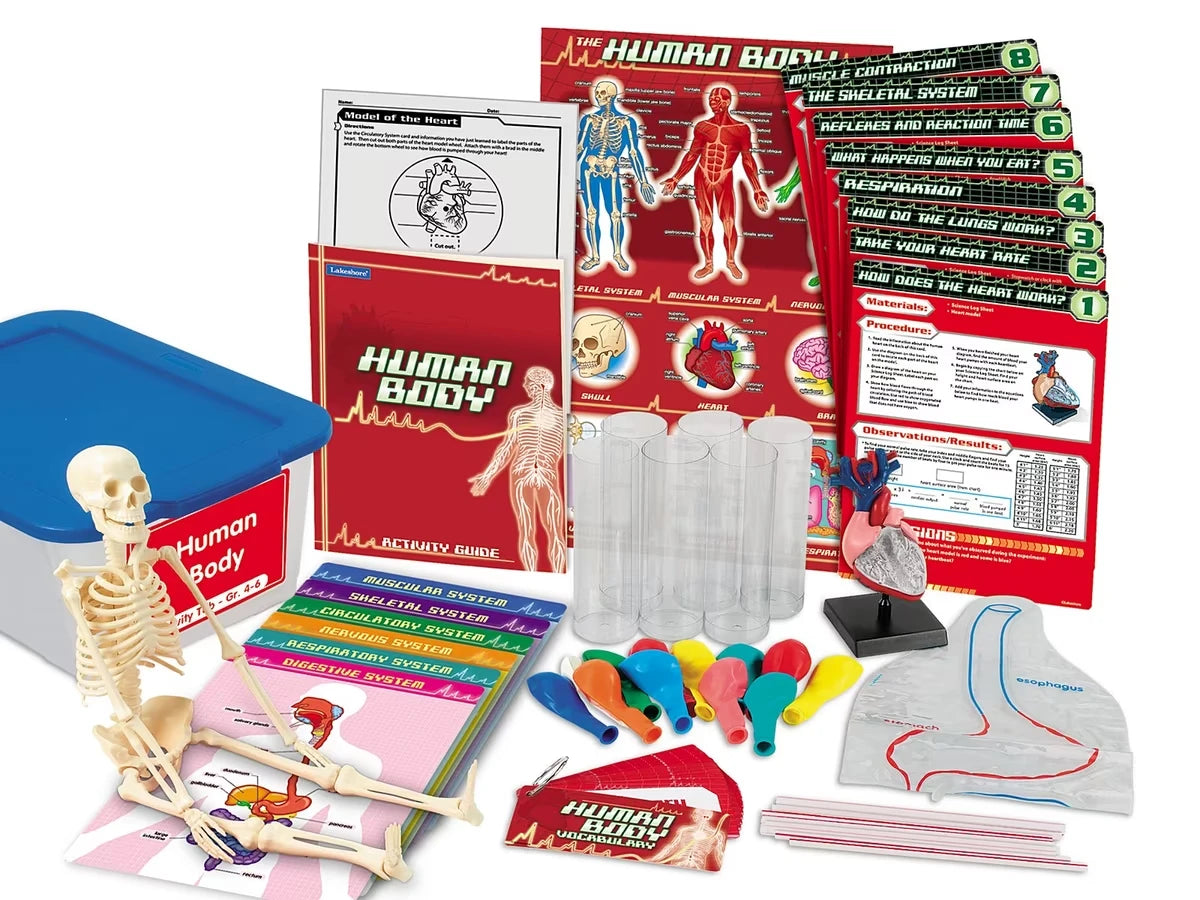 Human Body Activity Tub - Gr. 4-6 - US 4189
