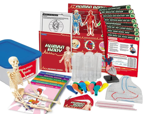 Human Body Activity Tub - Gr. 4-6 - US 4189