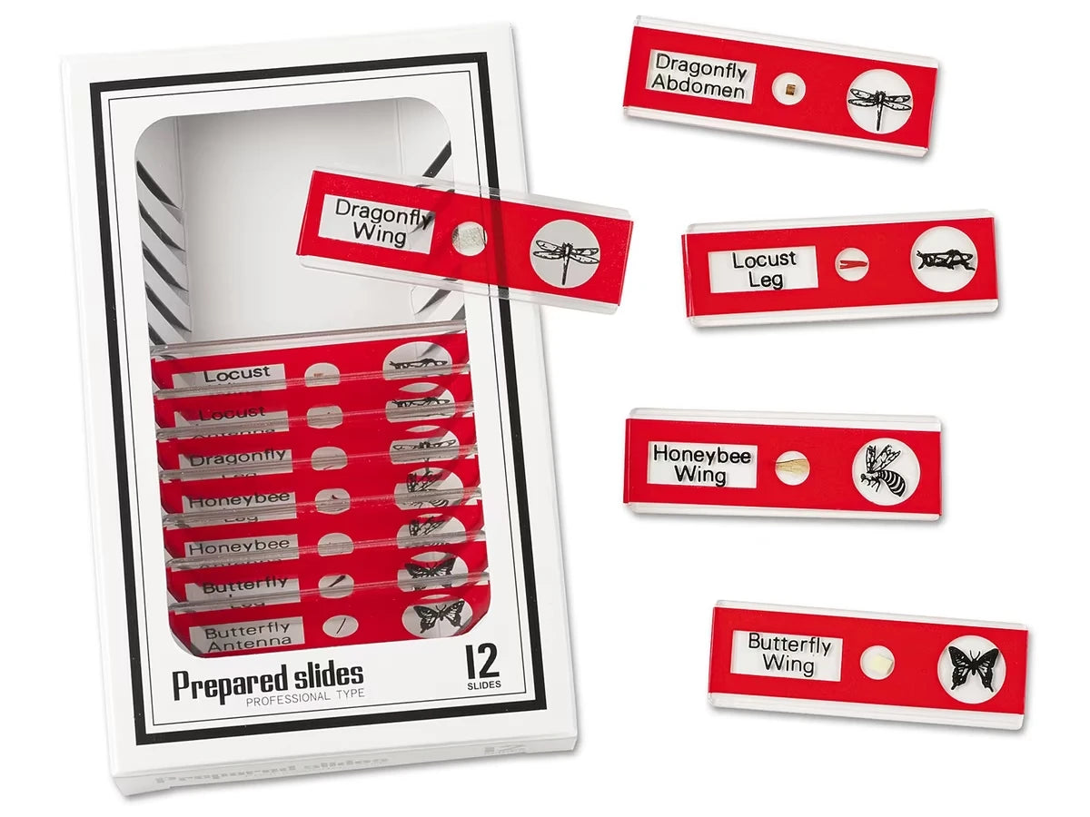 Insects Prepared Slide Kit - US 8406