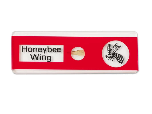 Insects Prepared Slide Kit - US 8406