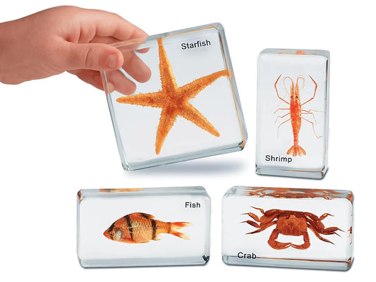 Sea Life Specimen Set - US 9835