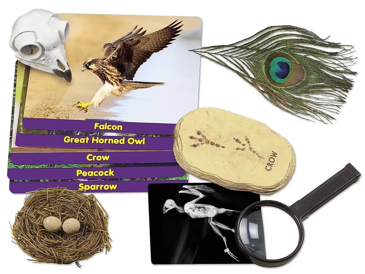 Birds Specimen Center - US 1381