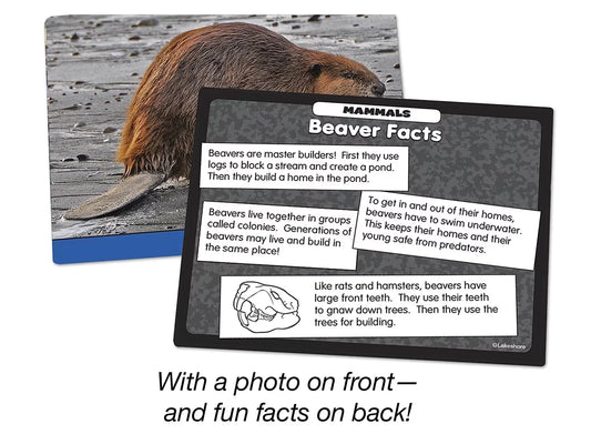 Mammals Specimen Center - US 2881
