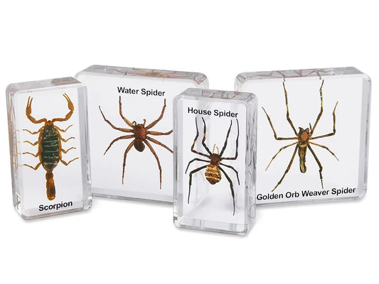 Scorpion & Spiders Specimen Set - US 4472